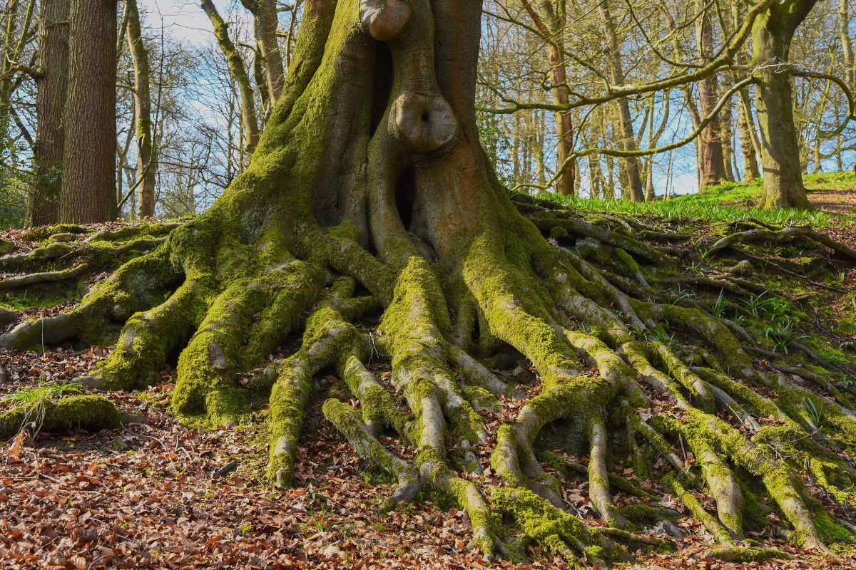 Why Diets Don’t Work: Understanding the Body’s Resistance to Restriction